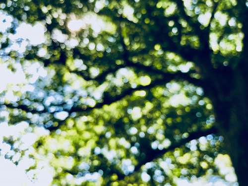 central park west low angle photo of trees during daytime new york